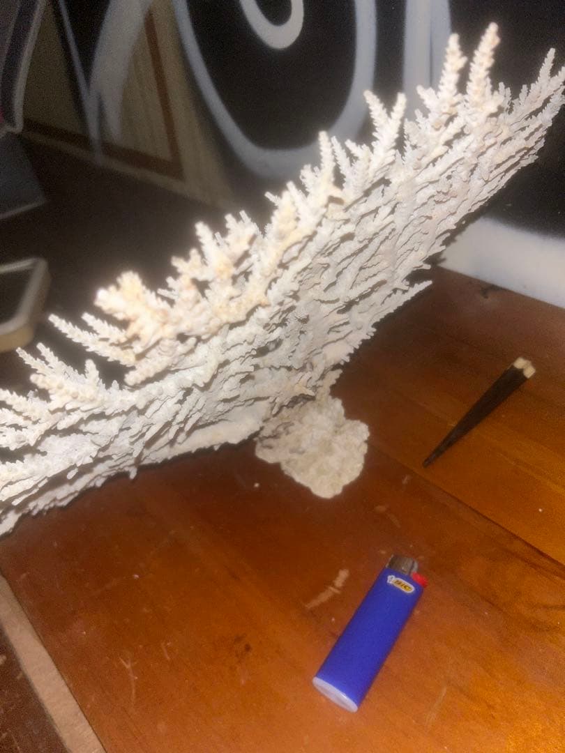 ホワイトサンゴのインテリア装飾品