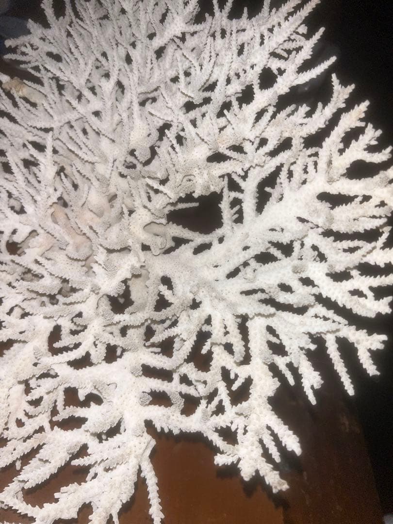 ホワイトサンゴのインテリア装飾品