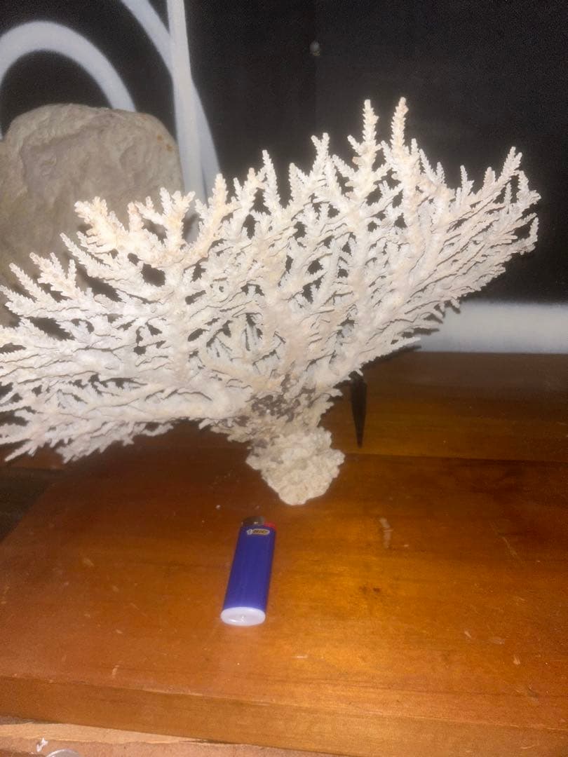 ホワイトサンゴのインテリア装飾品