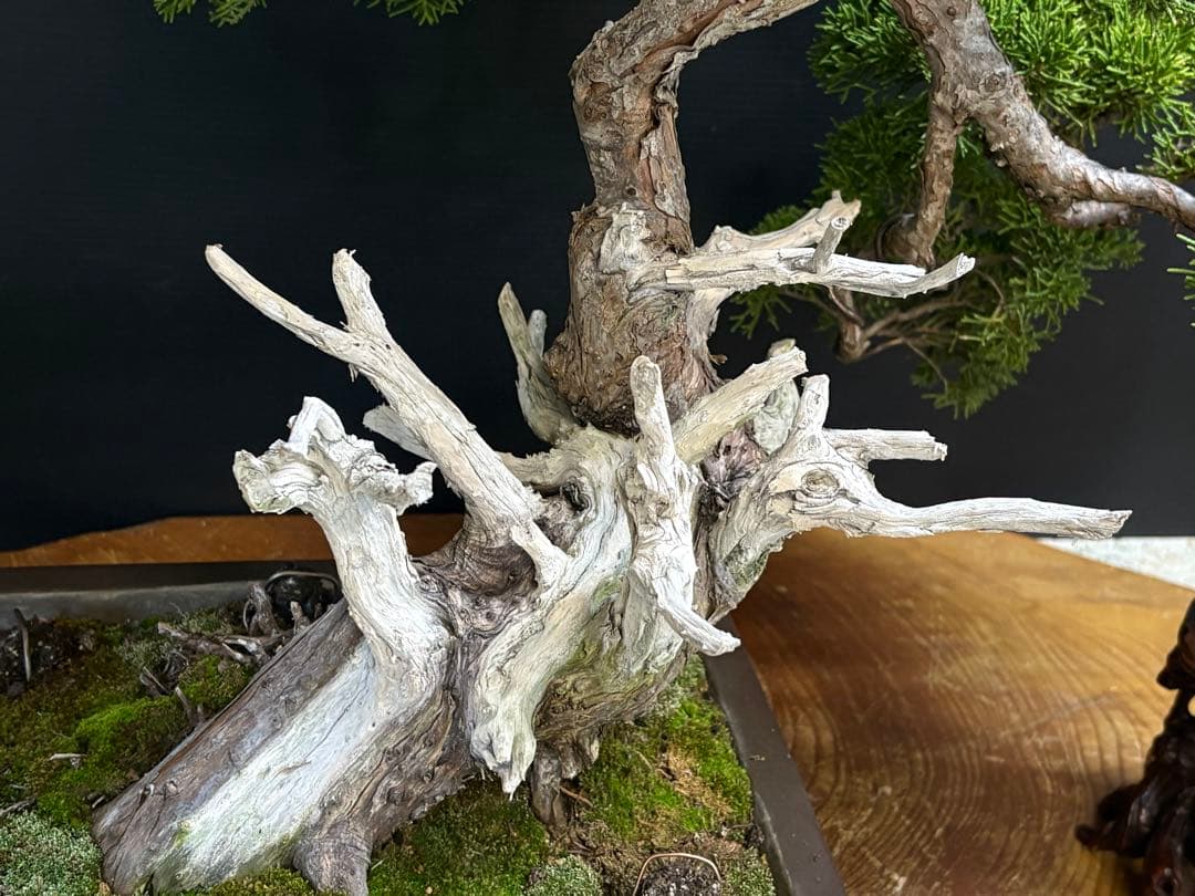 [盆栽]真柏/模様木