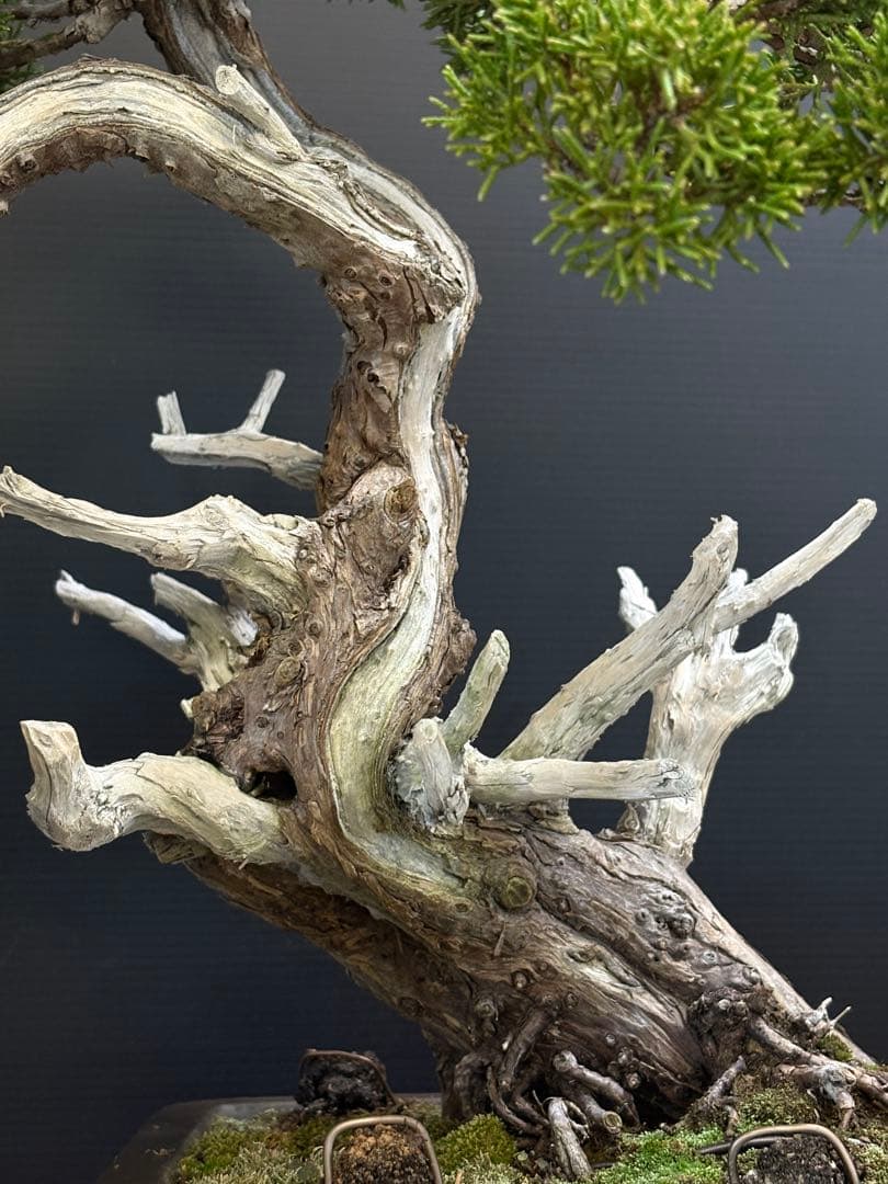 [盆栽]真柏/模様木