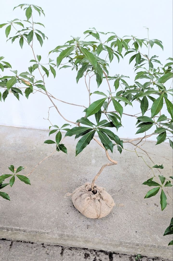 完結。山採りアセビ。