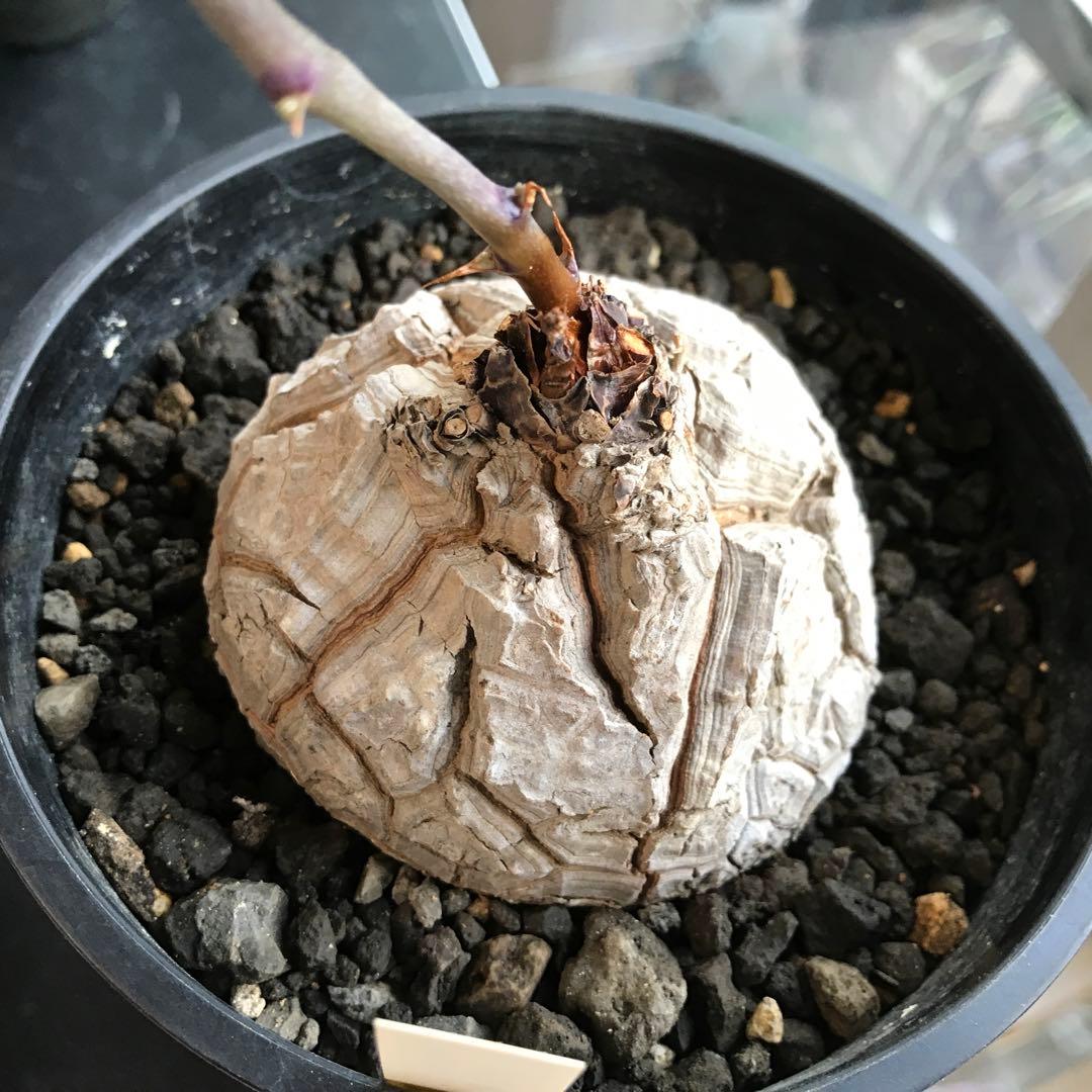 アフリカ亀甲竜迫力ある、大株です。葉を付けて、大きく成長しています。