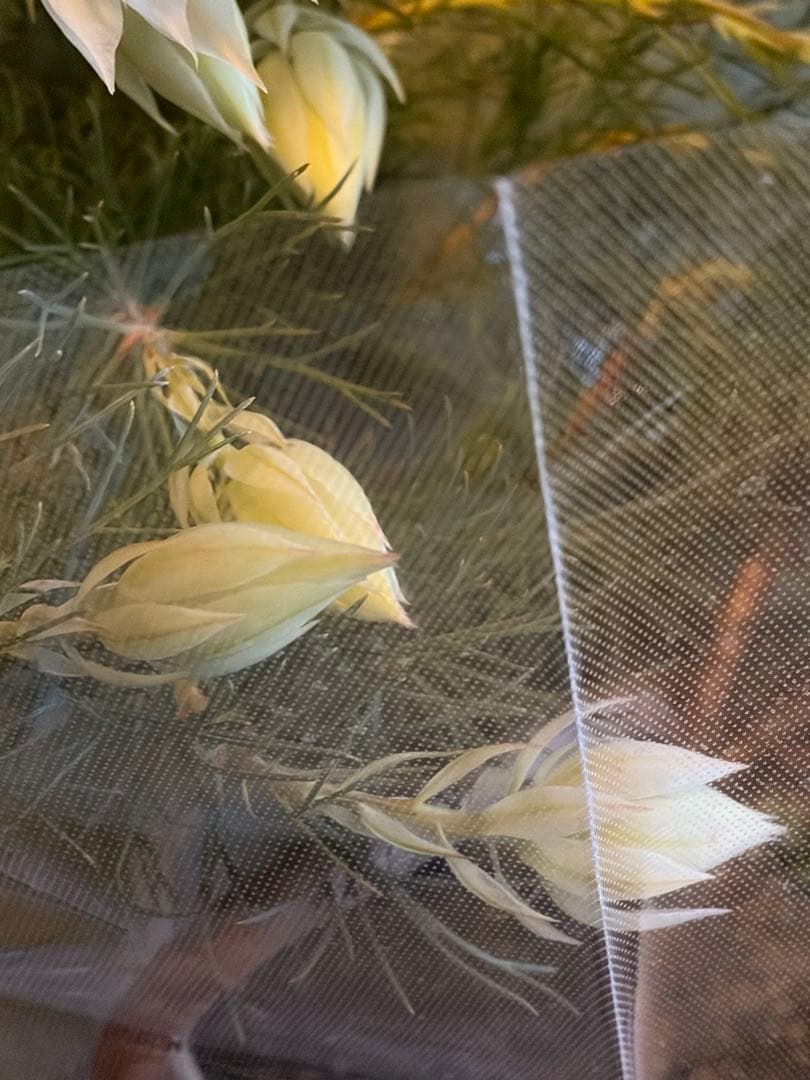 ⚠️ラスト1鉢 ジョーイセルリア　『ブラッシングブライド』　 6号鉢　花蕾17個