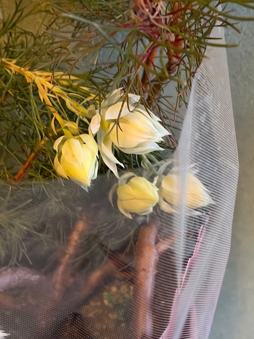 ⚠️ラスト1鉢 ジョーイセルリア　『ブラッシングブライド』　 6号鉢　花蕾17個