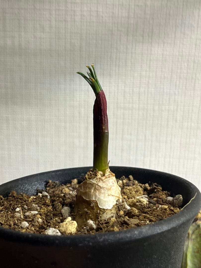 トゲオ様　確認用