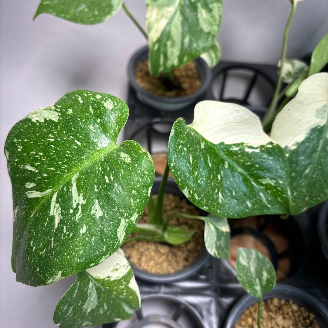 a*i様 10株セットms18【特別選抜】モンステラ・タイコンステレーション 斑