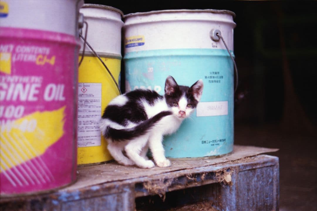 d*9様 Nikon F 動作確認済み　作例あり