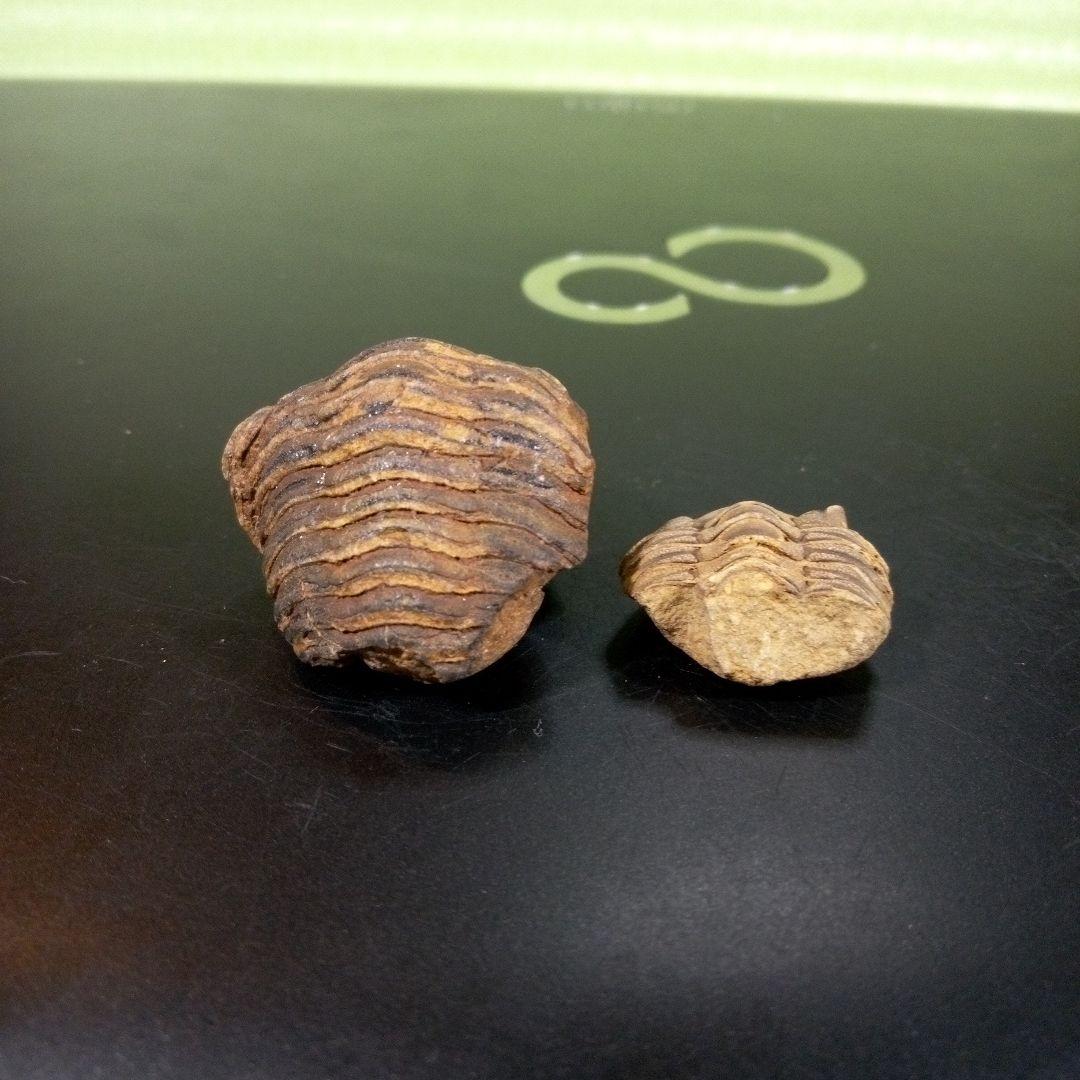 三葉虫　化石　fossil　ボリビア産　レア　Fossil識別⑨　２個セット