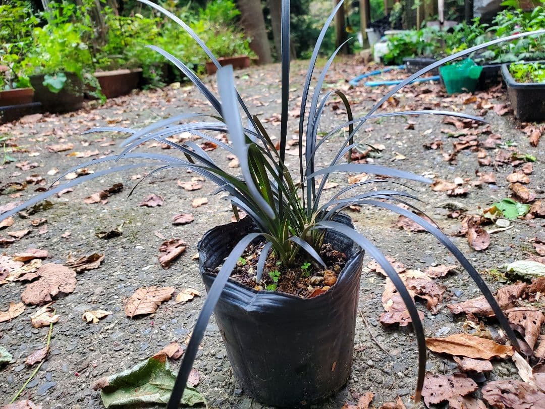 ぴかん様　購入済みです。龍の髭　黒龍　２株で付いて１株です。　抜き苗　2-(6)