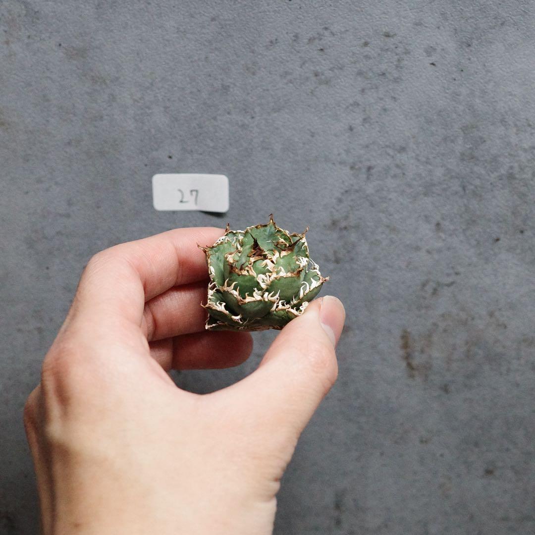 アガベ　チタノタ　オテロイ　フィリグリー　超絶ミニ　1.7号鉢サイズ　27