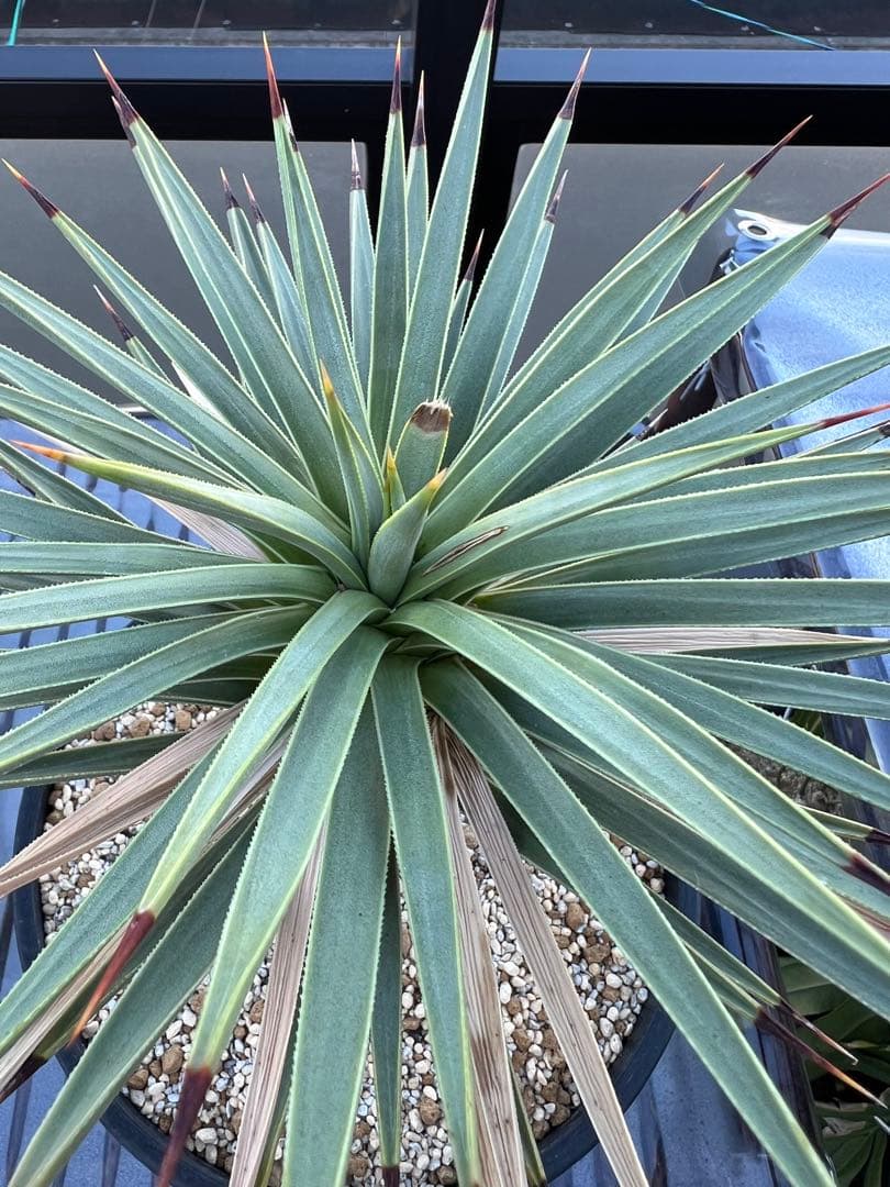 【タイムセール】ユッカ・ブレビフォリア / 国内実生 ヨシュアツリー 希少