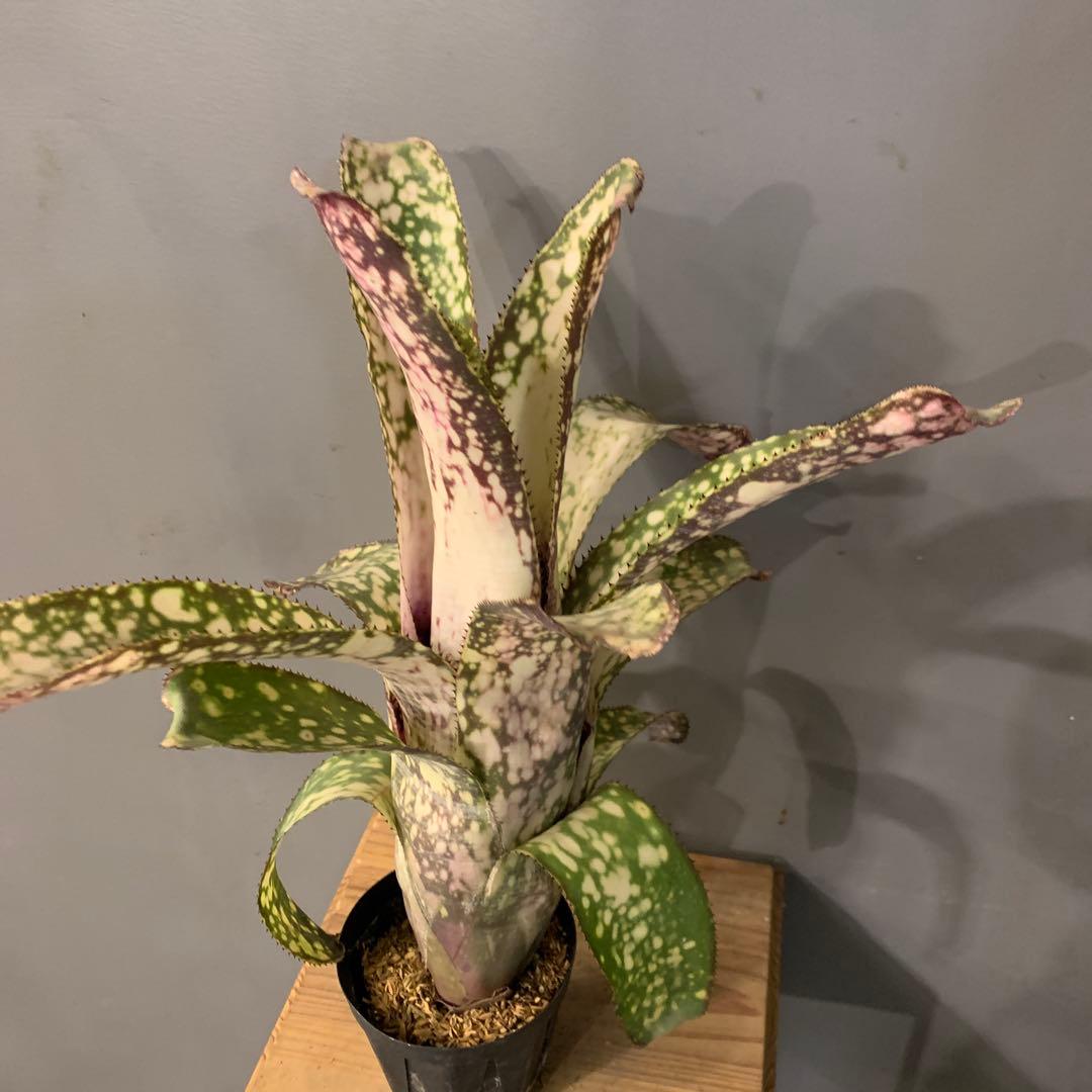 ビルベルギア アリベラ