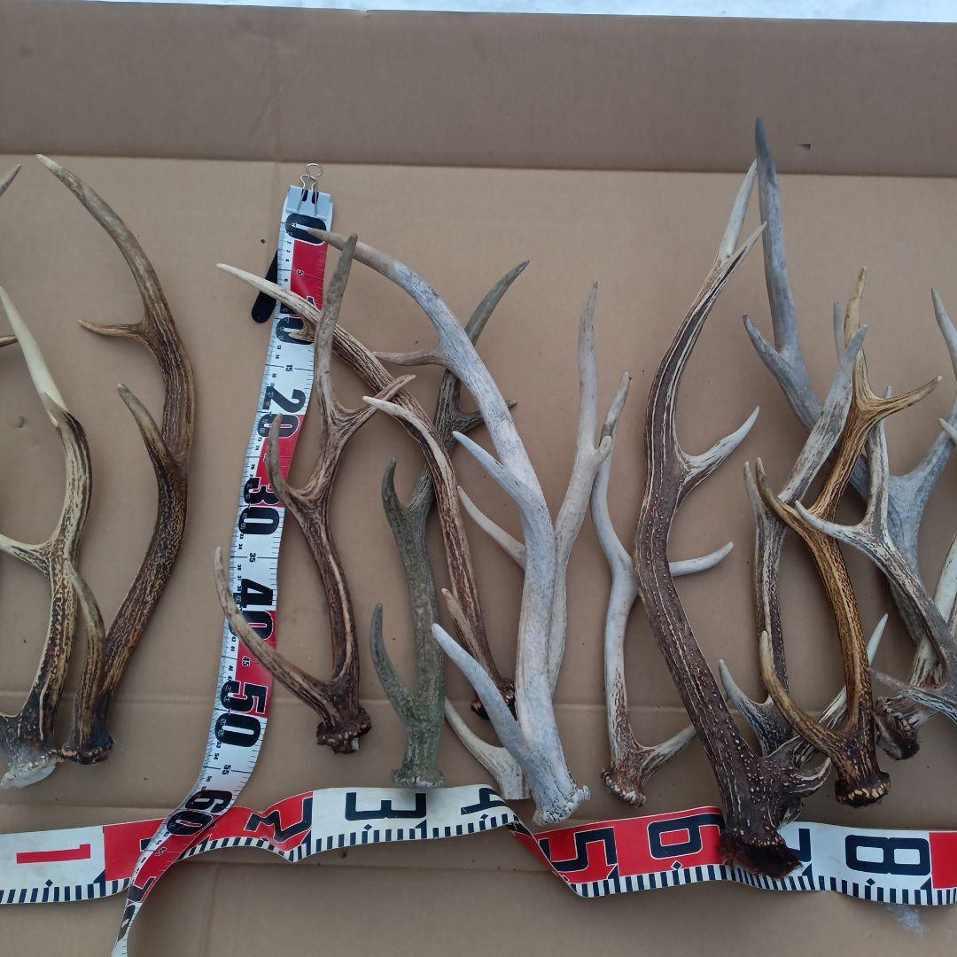 ク*ト様 鹿の角 犬のおもちゃ 工芸品などにどうぞ ２２番