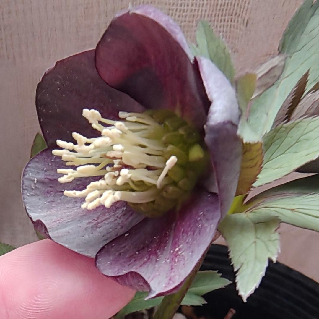 2618小輪系カップ咲ブルーグレーss 若泉ファームクリスマスローズ開花株