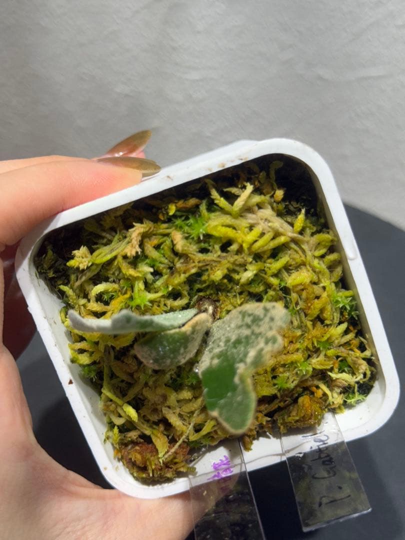 P.Gabriel pup ビカクシダ ガブリエル 株分け