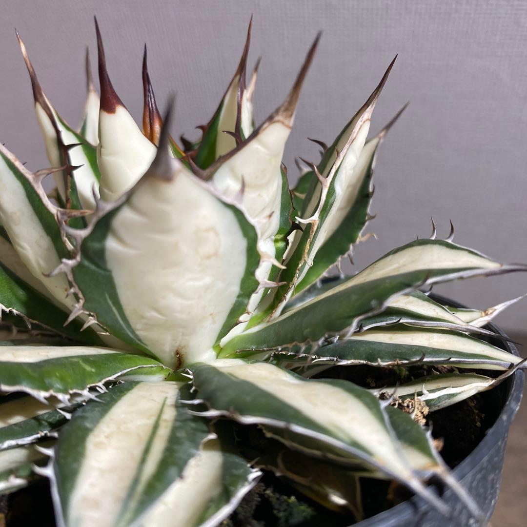 アガベ　ホリダ　白中斑　極上限定2