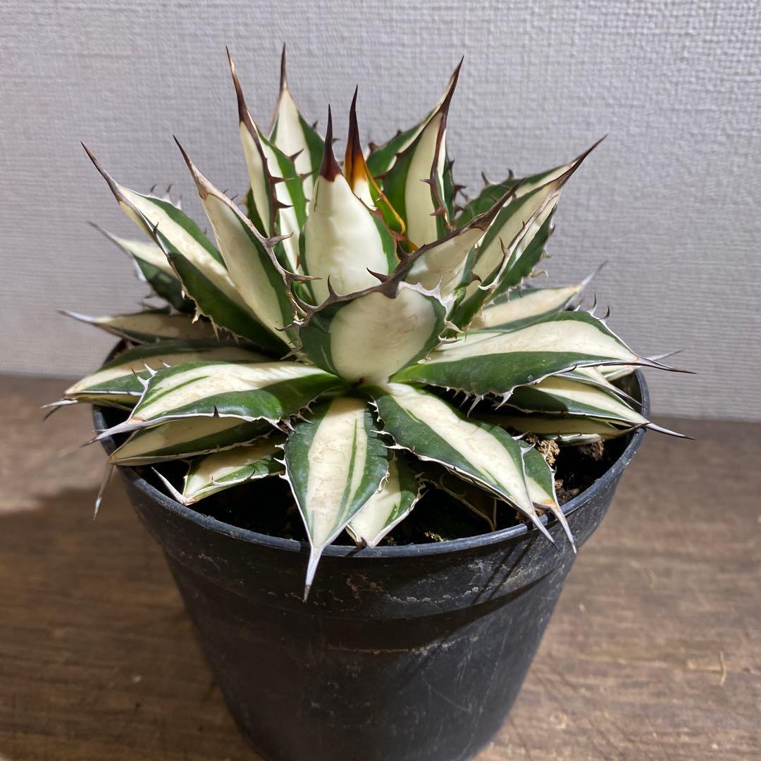 アガベ　ホリダ　白中斑　極上限定2