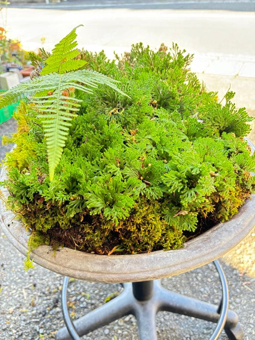 ＮＯ１７ イワヒバ(岩松) 鹿児島 南薩摩半島 霧島 産 最高級品 投げ売り