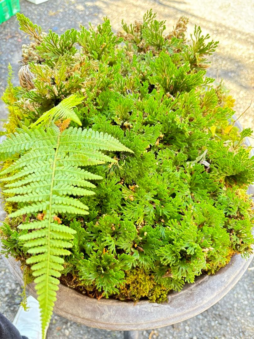 ＮＯ１７ イワヒバ(岩松) 鹿児島 南薩摩半島 霧島 産 最高級品 投げ売り