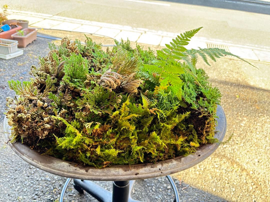 ＮＯ１７ イワヒバ(岩松) 鹿児島 南薩摩半島 霧島 産 最高級品 投げ売り