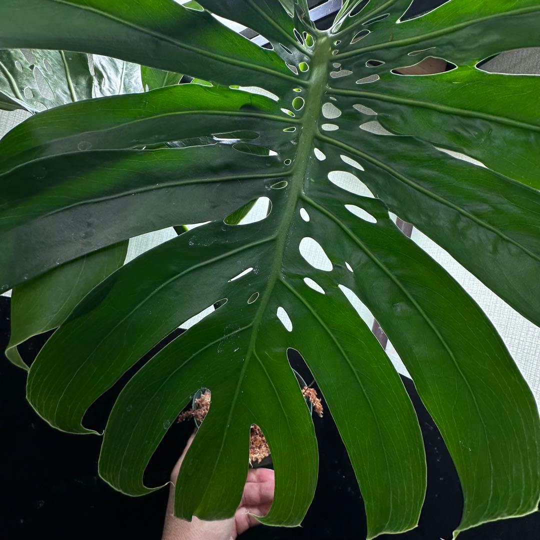 モンステラデリシオーサマクロコズム超希少系統鉢植え65㎝