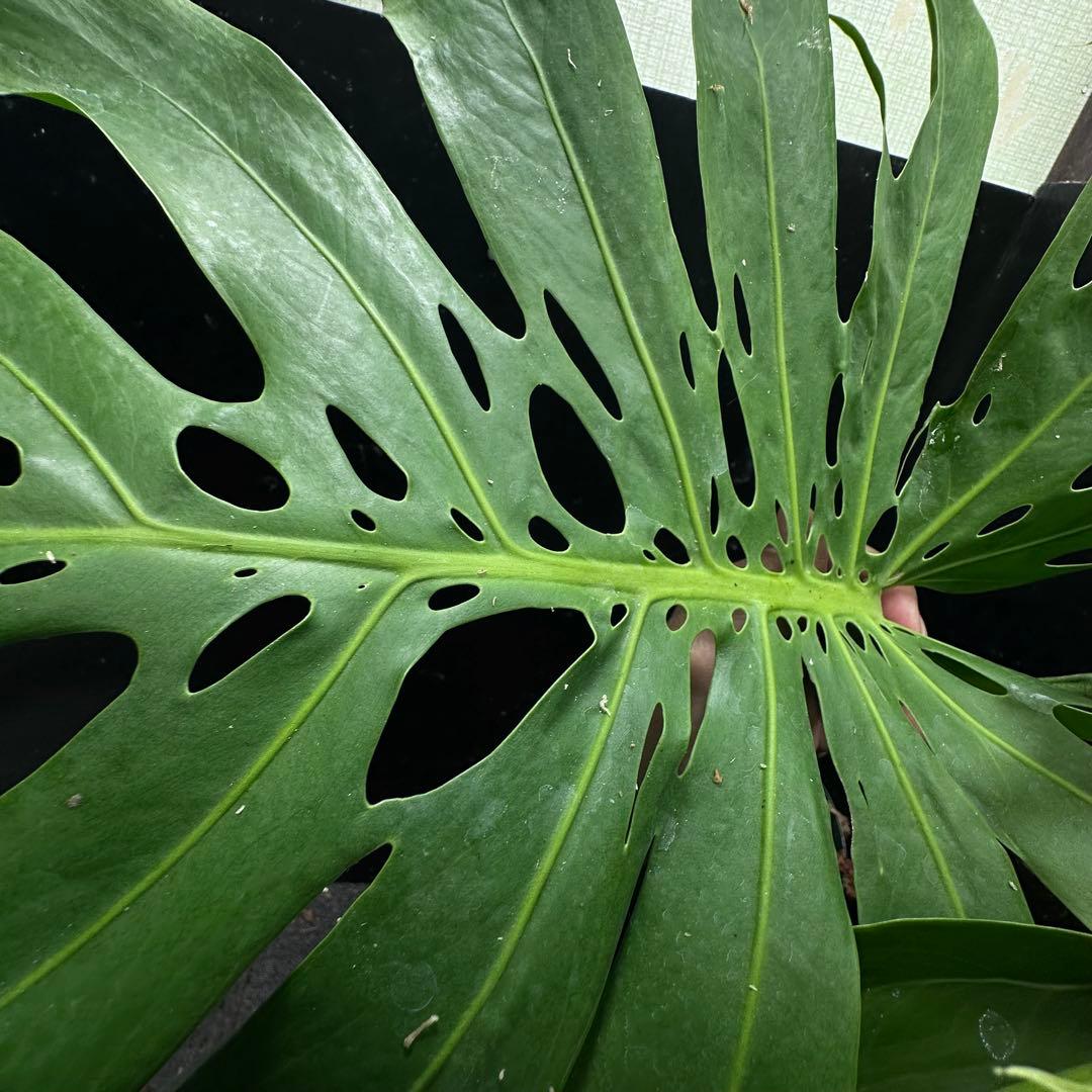 モンステラデリシオーサマクロコズム超希少系統鉢植え65㎝