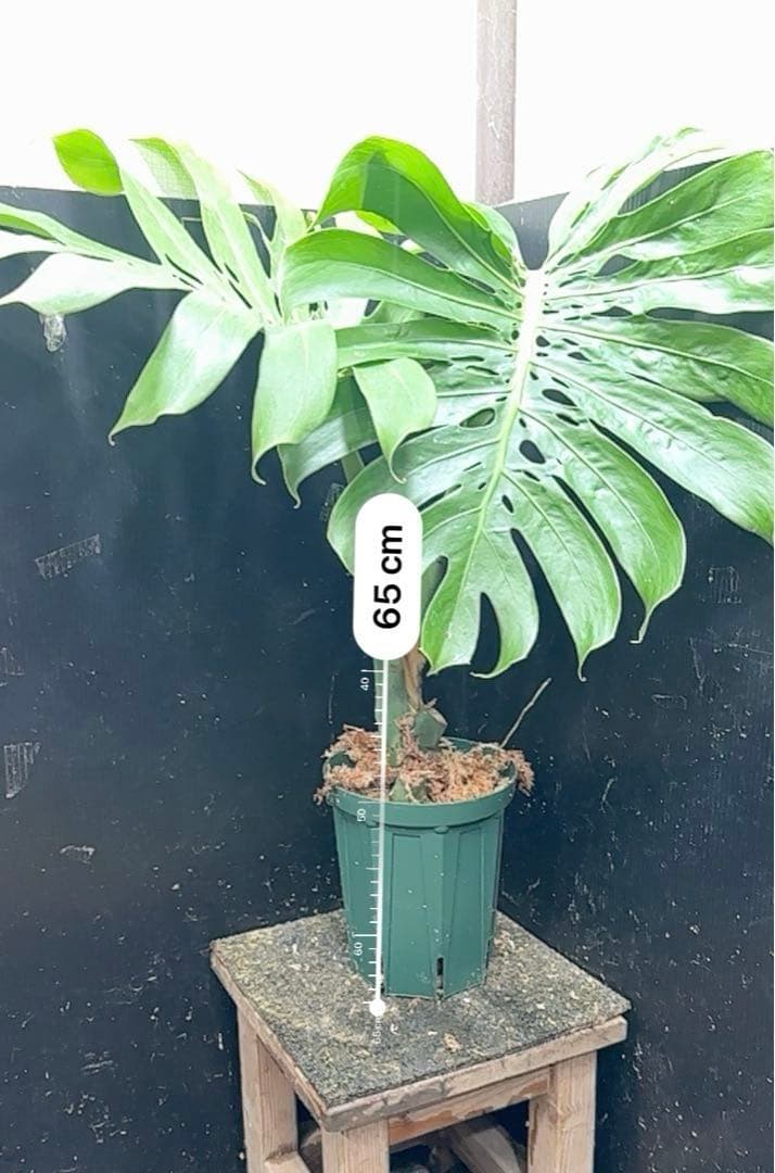 モンステラデリシオーサマクロコズム超希少系統鉢植え65㎝