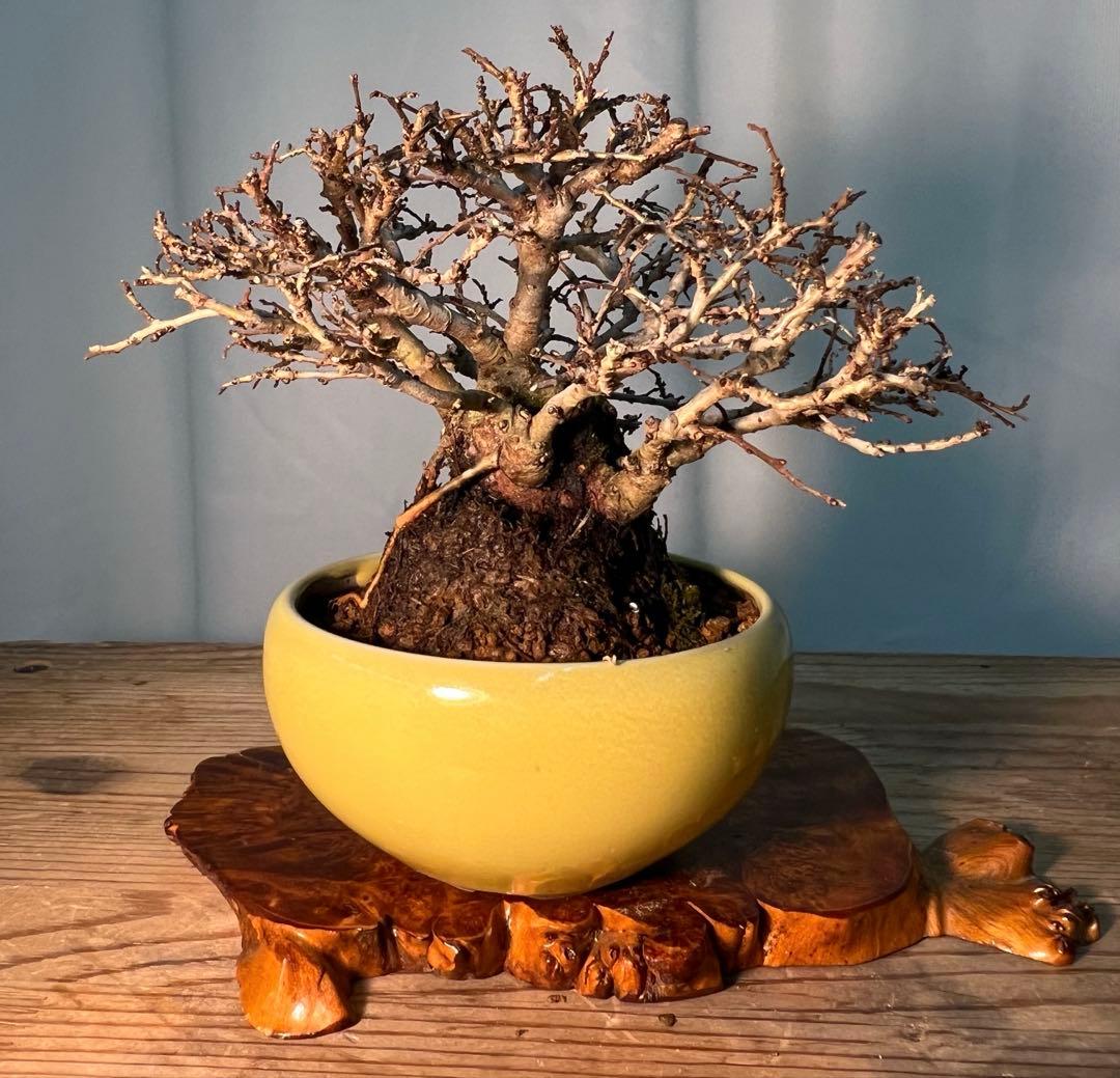 ニレケヤキ　太くて枝ほぐれてます‼︎