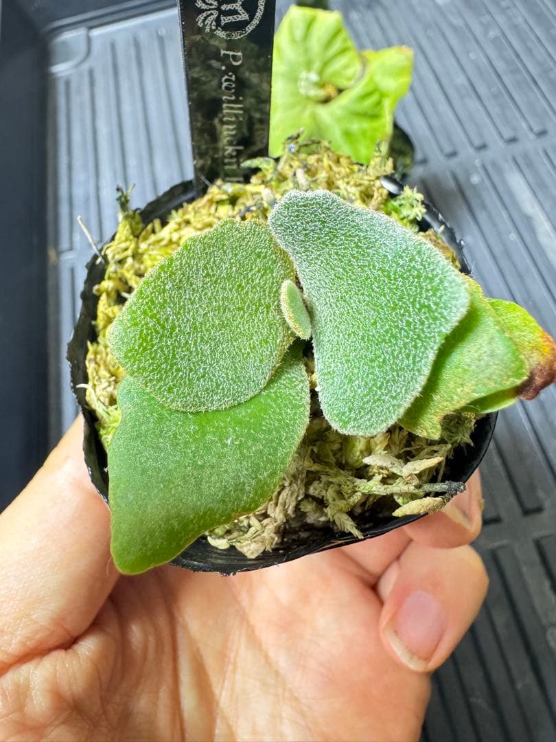 willinckii Fly dwarf 確定　オマケ付き