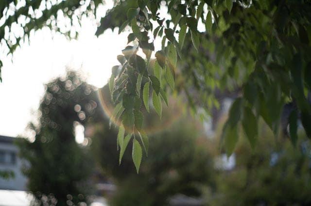 【玉ボケが綺麗なオールドレンズ】smc takumar 55mm f1.8