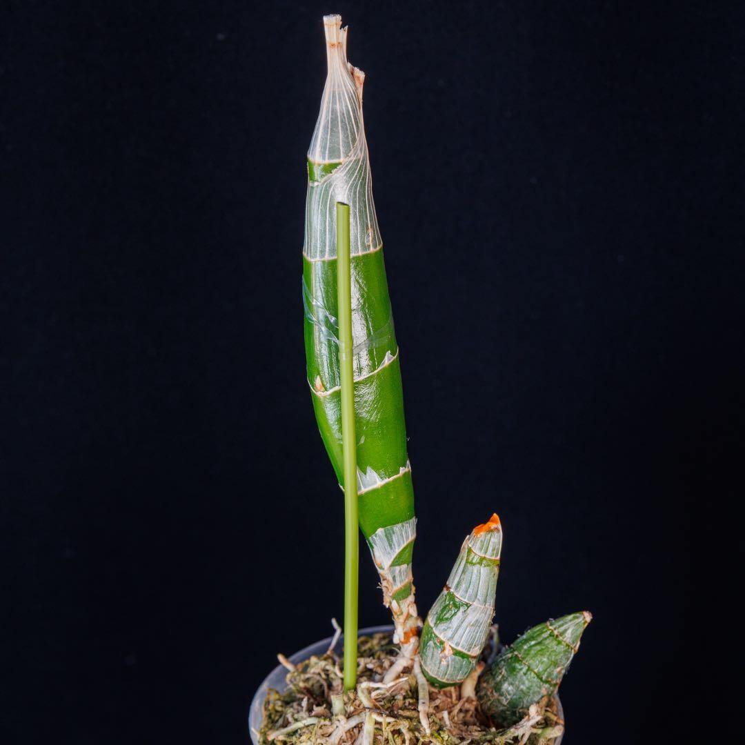 グリーンタケノコ蘭 SVO Fdk. Turning point カタセタム