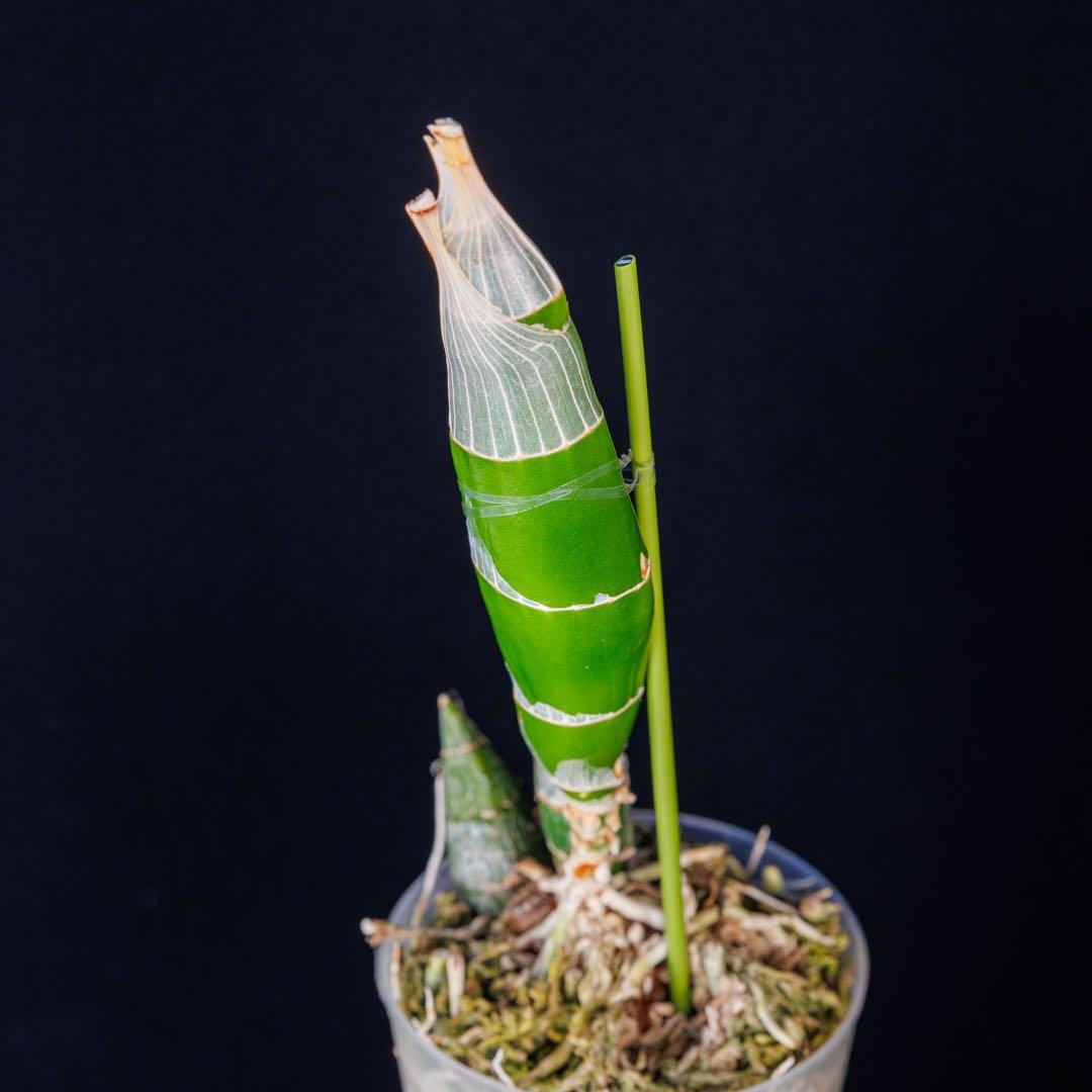 グリーンタケノコ蘭 SVO Fdk. Turning point カタセタム