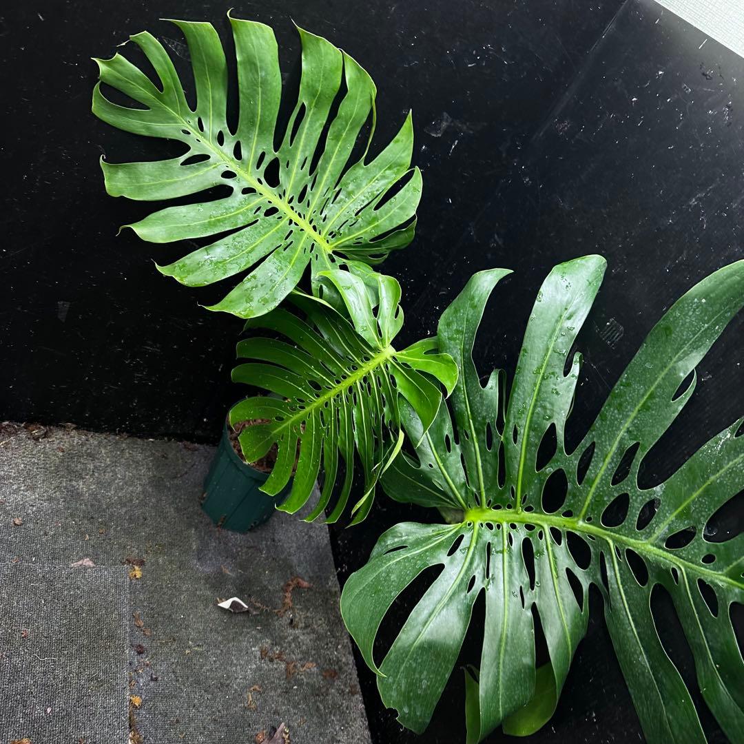 2*4様 モンステラデリシオーサマクロコズム超希少系統鉢植え71㎝