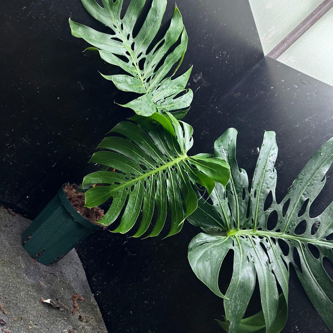 2*4様 モンステラデリシオーサマクロコズム超希少系統鉢植え71㎝