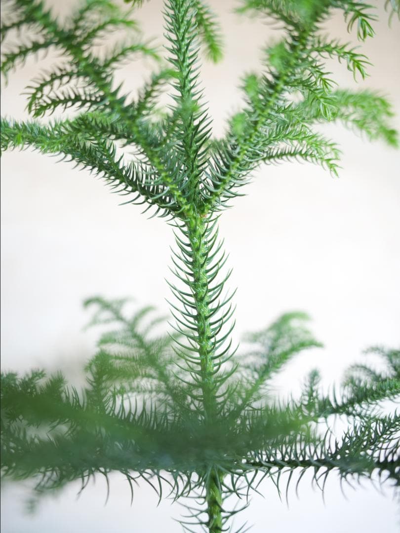 [期間限定SALE]アローカリア 8号｜一点限り｜観葉植物販売 mamidori