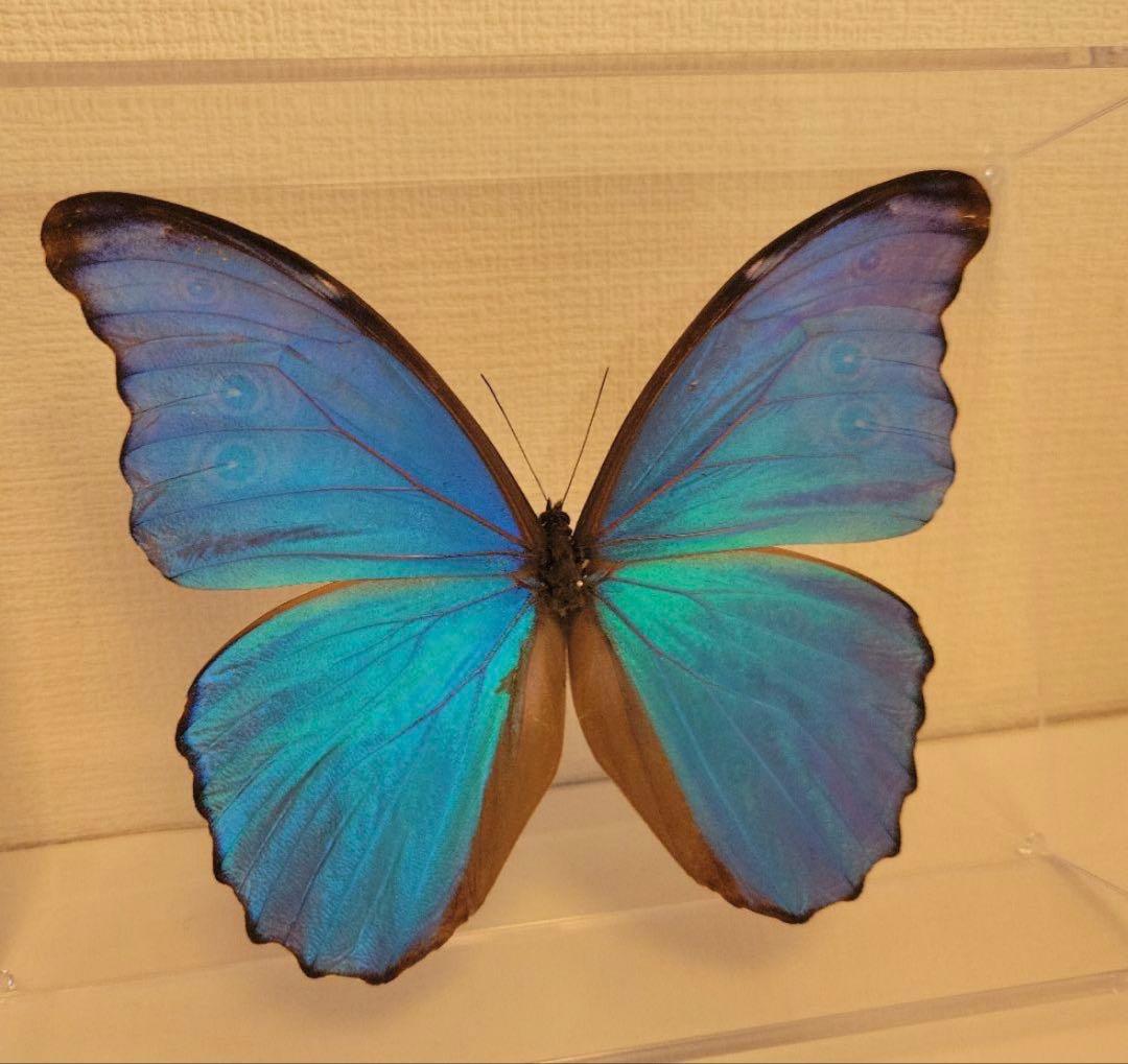 【美品】昆虫標本 蝶標本 モルフォ蝶 特大