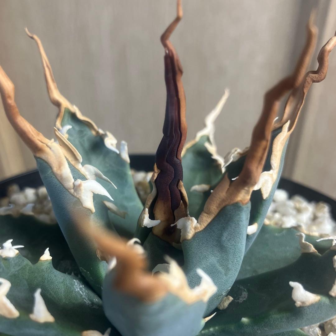 アガベ　ユタエンシス　エボリスピナ　陽炎　実生　選抜　短葉　コーデックス