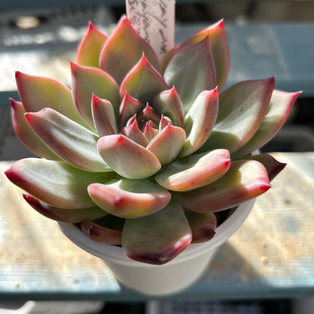 多肉植物⭐︎中里リンゼアナ⭐︎札付き⭐︎2022実生