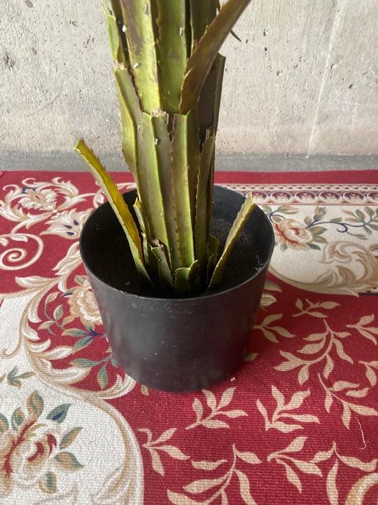 光触媒　人工観葉植物　ウォールグリーン　フェイクグリーン　アガベテナータpt