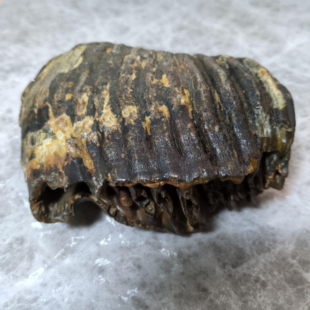 （希少）マンモス ナウマンゾウ 歯化石 臼歯