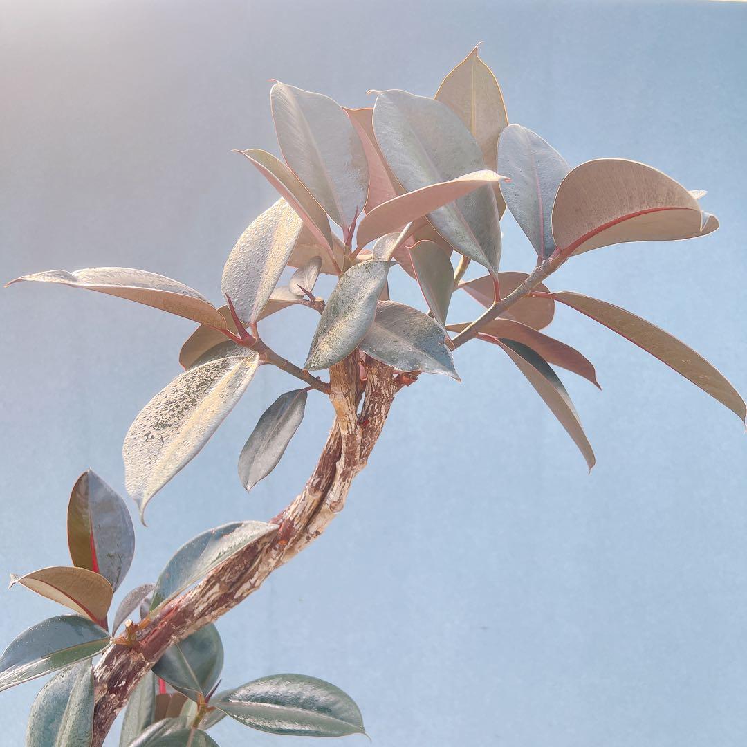 現品　フィカス　ゴムの木　バーガンディ　10番　フィカスバーガンディ　観葉植物