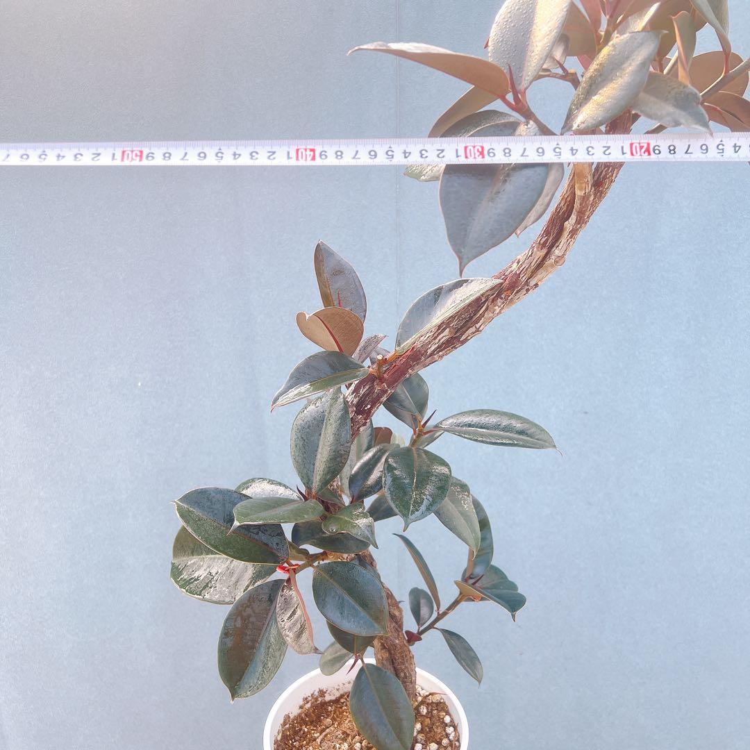 現品　フィカス　ゴムの木　バーガンディ　10番　フィカスバーガンディ　観葉植物