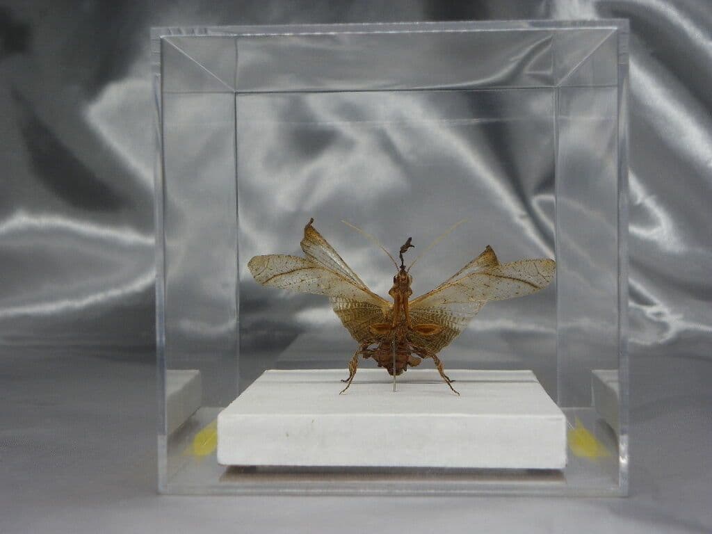 ゴーストマンティス／ペア　立体標本