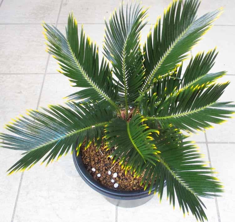 【現品】キンカンソテツ／金冠蘇鉄　8号　ZT番