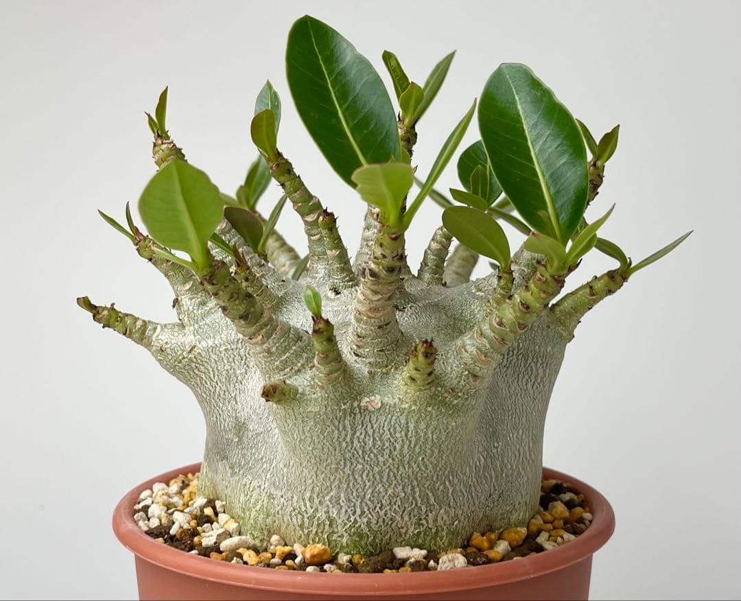 【激レア/ドワーフ/超極太/塊根】アデニウム アラビカムV2ハック鉢植えB-12