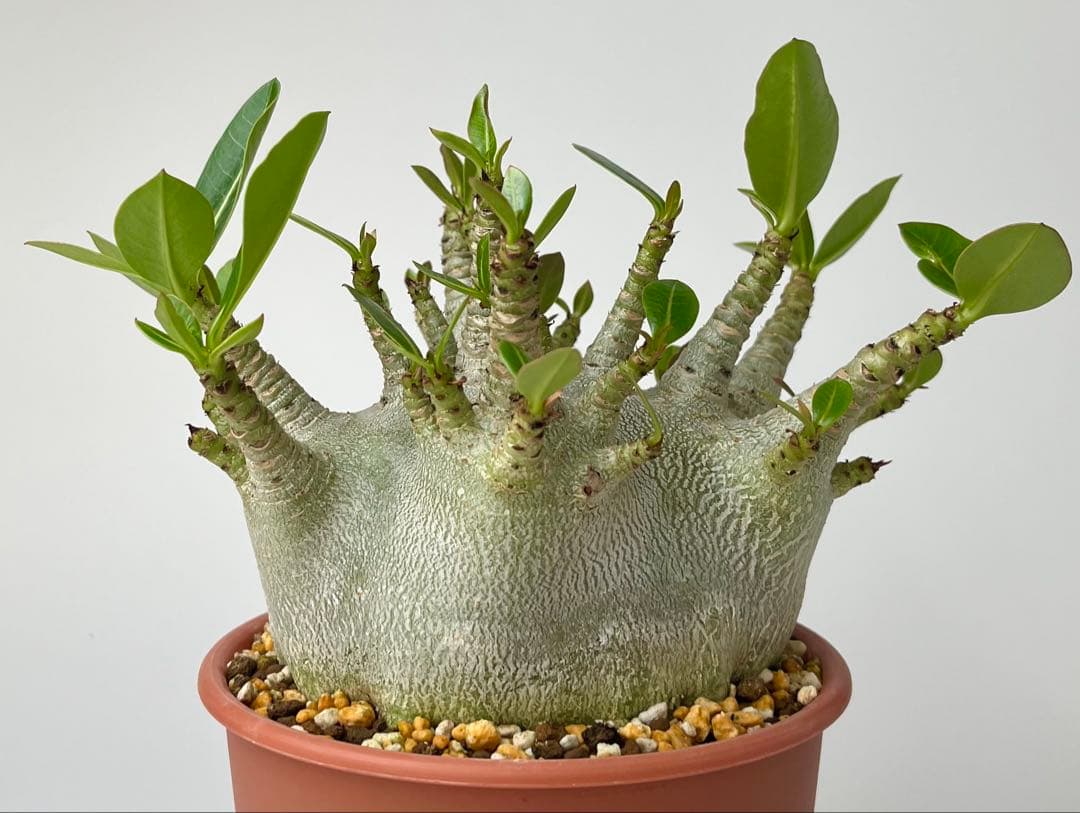 【激レア/ドワーフ/超極太/塊根】アデニウム アラビカムV2ハック鉢植えB-12