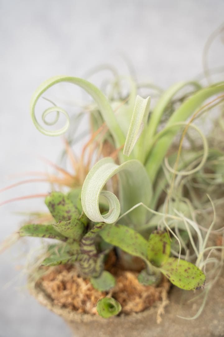 [鉢セット販売]エアプランツ9種セット_Forest (1点限り)