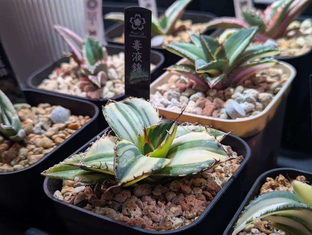 超希少品 チタノタ「毒液錦」毒液縞斑 発根活着済 タグ鉢付き発送