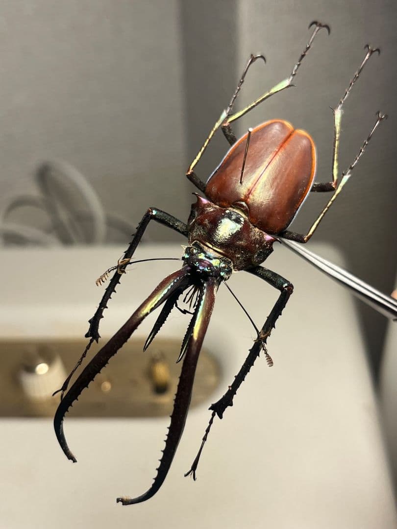 【81mm】チリクワガタ メタリフェルホソアカクワガタ Wild 昆虫標本
